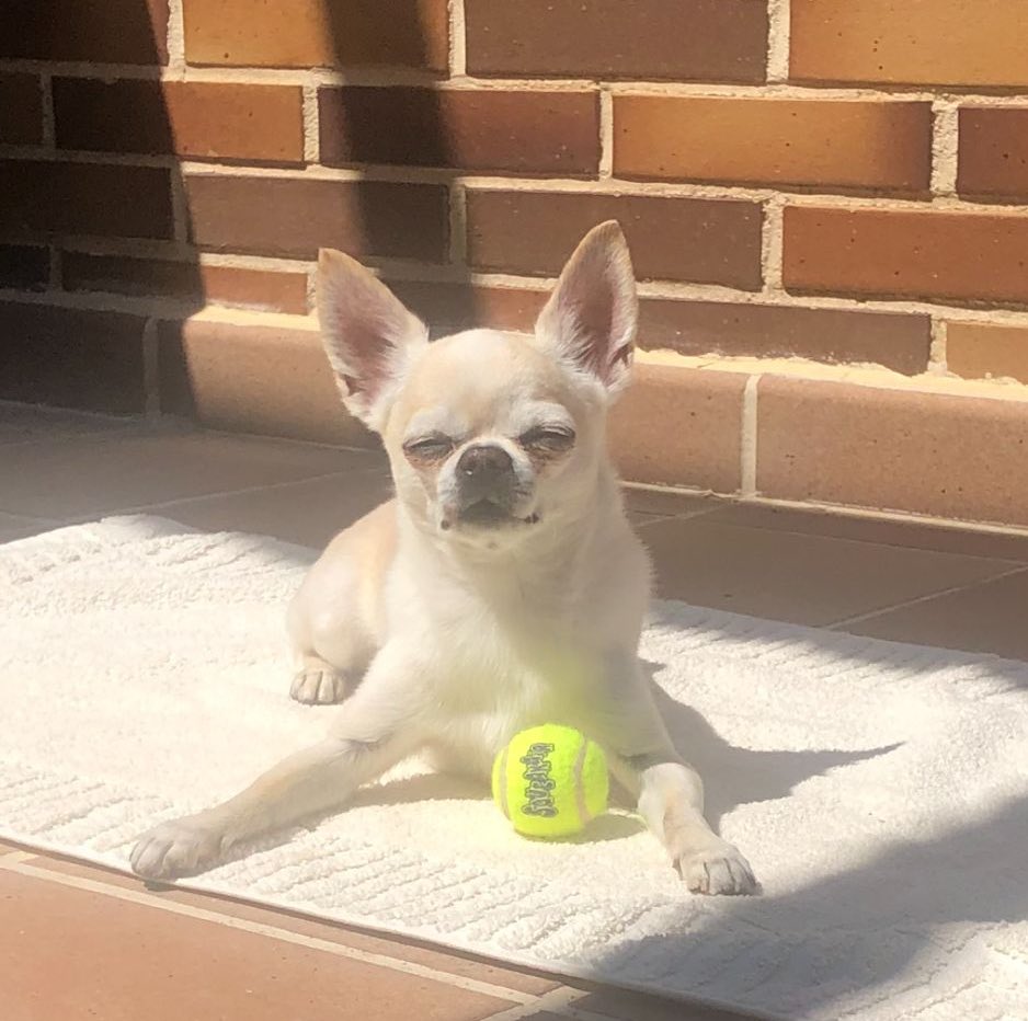 anabelenroy_tve's tweet photo. Uno más de mi familia 🥰 #DíaMundialdelPerro https://t.co/ulG9eD79JB