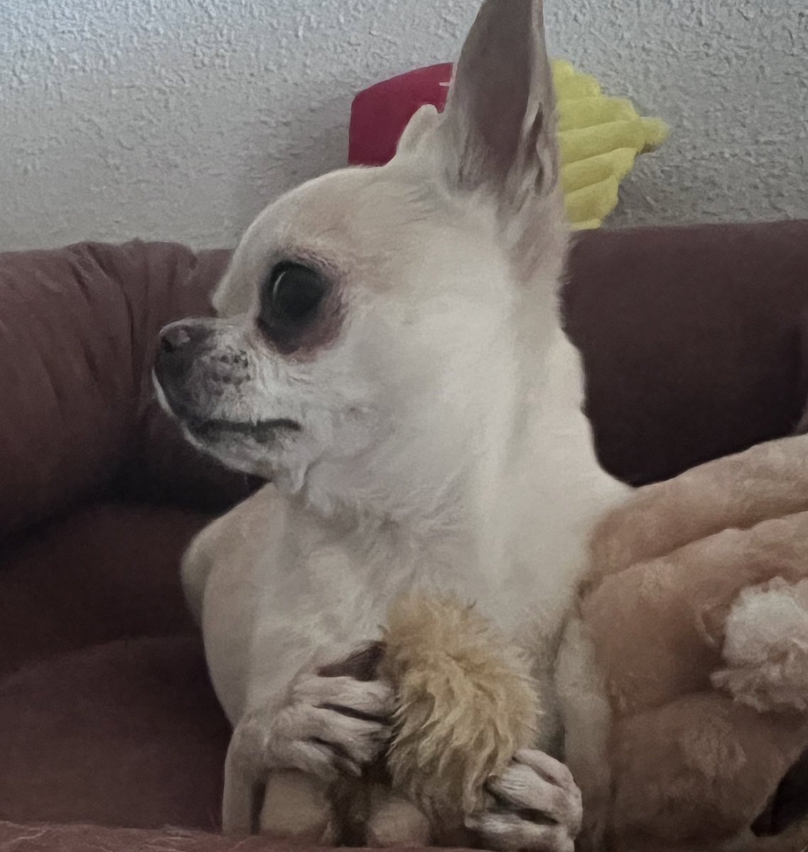 anabelenroy_tve's tweet photo. Uno más de mi familia 🥰 #DíaMundialdelPerro https://t.co/ulG9eD79JB