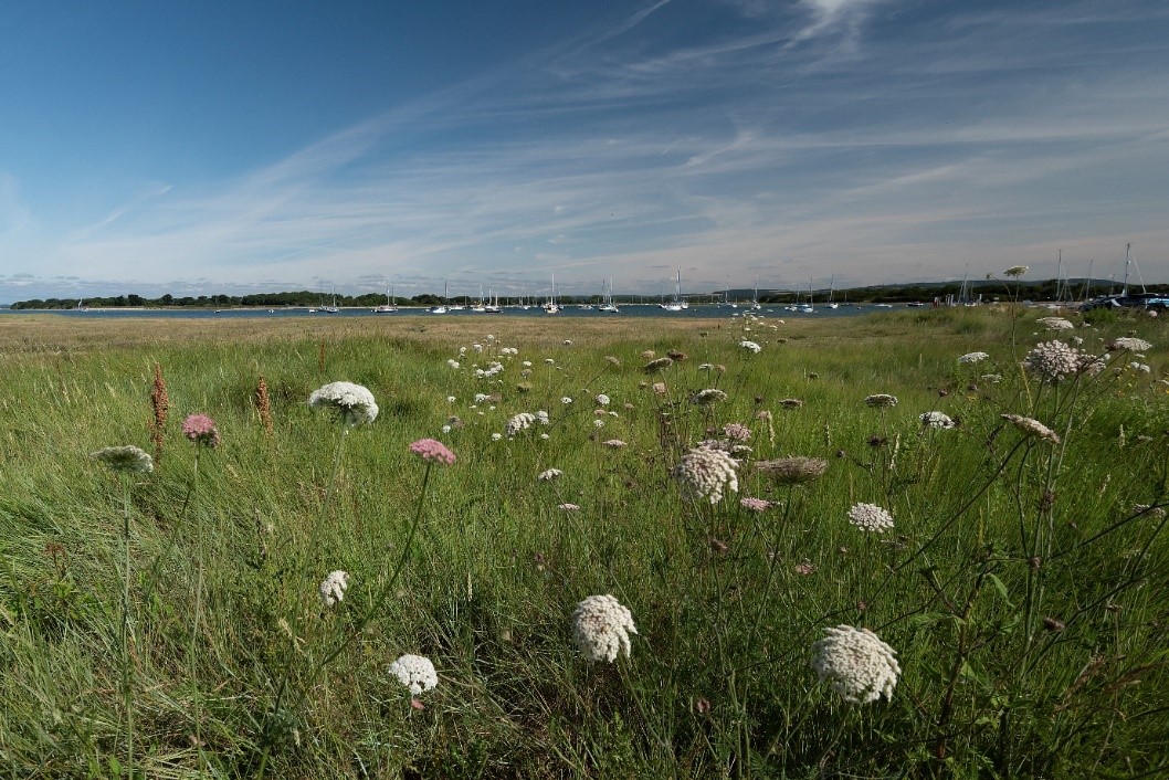 #Saltmarsh is a habitat powerhouse - it supports biodiversity, stores carbon to offset #climatechange, is a natural flood and coastal defence and helps improve water quality. Read more about our work to restore Chichester Harbour's precious saltmarsh at conservancy.co.uk/news/harbour-l…