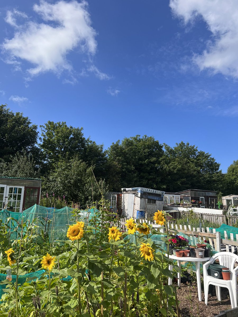 DanielGall1234's tweet photo. Flying at our allotment 🍇🍅🍓🍏🥔 lots of fresh produce !! Freezing our berries when they are ripe, with plans to make jam in the next few months  @AshleyClemOT @MoiraForensicOT @cheryl_mcmorris https://t.co/ZmQOsaKtU8