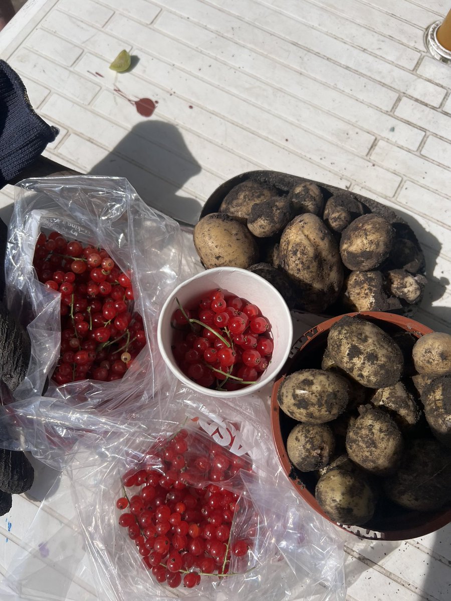 DanielGall1234's tweet photo. Flying at our allotment 🍇🍅🍓🍏🥔 lots of fresh produce !! Freezing our berries when they are ripe, with plans to make jam in the next few months  @AshleyClemOT @MoiraForensicOT @cheryl_mcmorris https://t.co/ZmQOsaKtU8