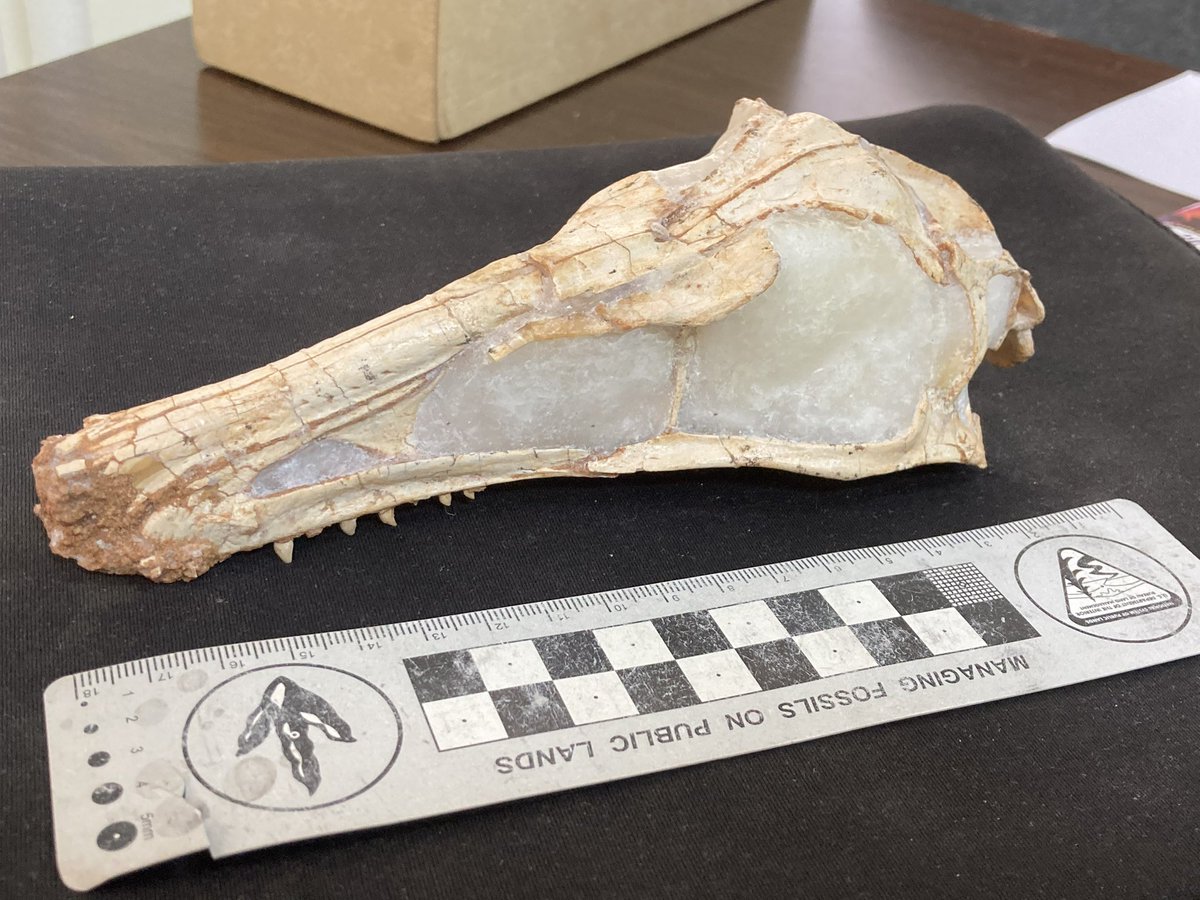 Willie Freimuth (@freewillie643) on Twitter photo Happy #FossilFriday from #Mongolia! Here’s the business end of the exquisite troodontid Gobivenator (found by <a href="/Dino_Chinzorig/">Chinzorig</a> 😉). One of the many crazy-cool specimens at #IPMAS, who are graciously hosting me & <a href="/palaeontolojosh/">Dr. Josh Hedge (He/Him)</a> before some <a href="/ExpeditionLive/">Lindsay Zanno</a>-led #Gobi fieldwork Happy #FossilFriday from #Mongolia! Here’s the business end of the exquisite troodontid Gobivenator (found by <a href="/Dino_Chinzorig/">Chinzorig</a> 😉). One of the many crazy-cool specimens at #IPMAS, who are graciously hosting me & <a href="/palaeontolojosh/">Dr. Josh Hedge (He/Him)</a> before some <a href="/ExpeditionLive/">Lindsay Zanno</a>-led #Gobi fieldwork