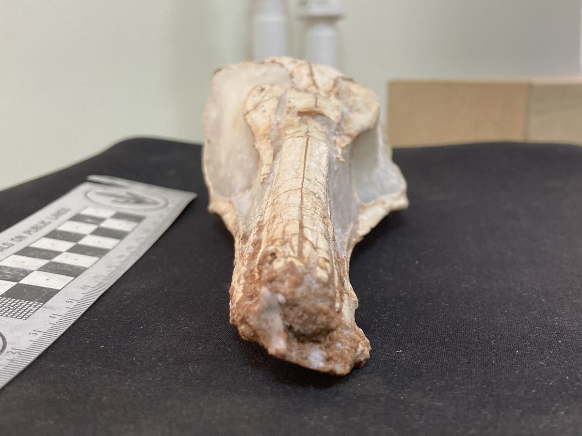 freewillie643's tweet photo. Happy #FossilFriday from #Mongolia! Here’s the business end of the exquisite troodontid Gobivenator (found by @Dino_Chinzorig 😉). One of the many crazy-cool specimens at #IPMAS, who are graciously hosting me & @palaeontolojosh before some @ExpeditionLive-led #Gobi fieldwork https://t.co/wzbUDB5hSR