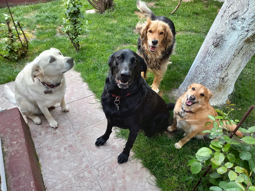 Milica Petrović tweet media