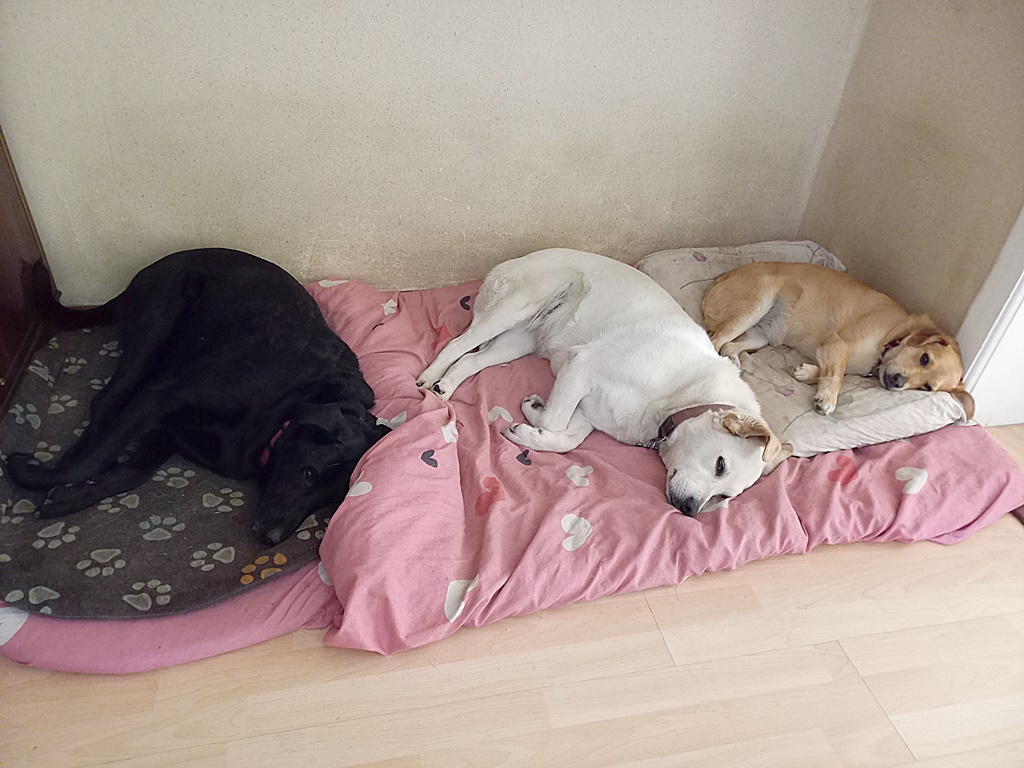 Milica Petrović tweet media