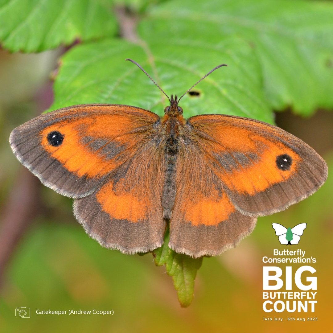 As its English names suggest, the Gatekeeper (also known as the Hedge Brown) is often encountered where clumps of flowers grow in gateways and along hedgerows and field edges 🌾🦋

One to record on the #BigButterflyCount 👉 bigbutterflycount.org