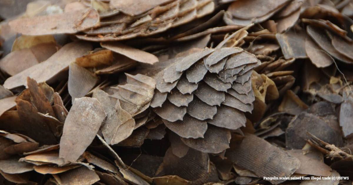 EIA_News's tweet photo. Lagos: Four traffickers found guilty and sentenced to prison for smuggling pangolin scales and elephant ivory. 

Source: https://t.co/FoupBVCr2Y

#pangolin 
#elephant 
#wildlifeCrime https://t.co/hNKR2hreOv