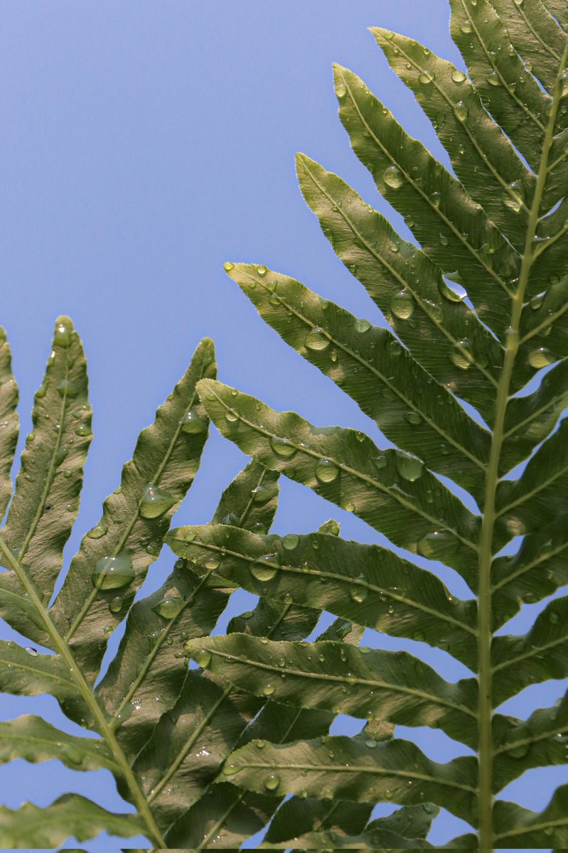 실버레이디 고사리의 멋짐 📸