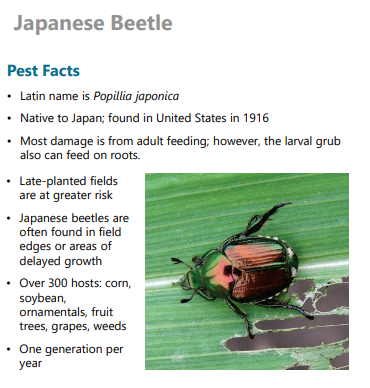 phhermans's tweet image. Fielding some calls in soybeans with this pest..Japanese Beetle.  They tend to do more cosmetic damage than anything else.  Biggest thing is training our eyes to percent leaf damage! #ontag #ScoutingTips #KeepAnEyeOurYourKidsTheyWillMakeYouMoney