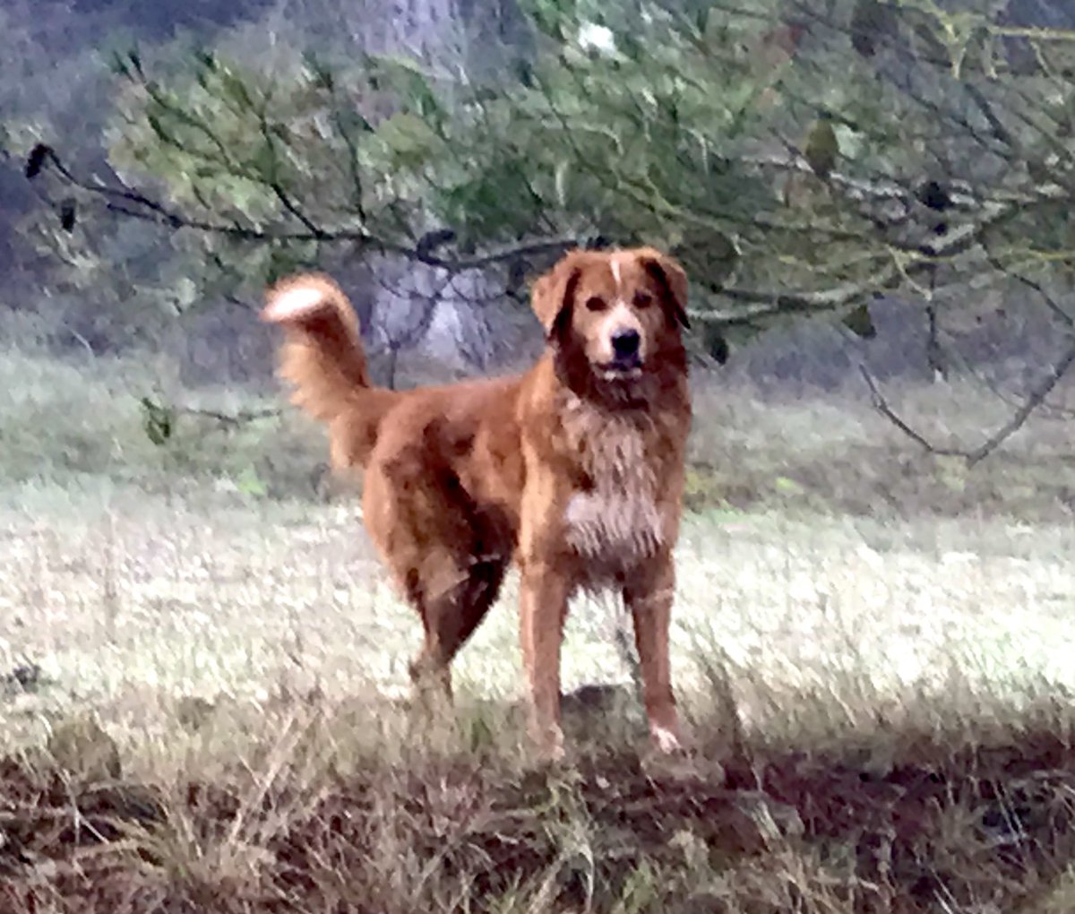 Argi  #DiaMundialDelPerro