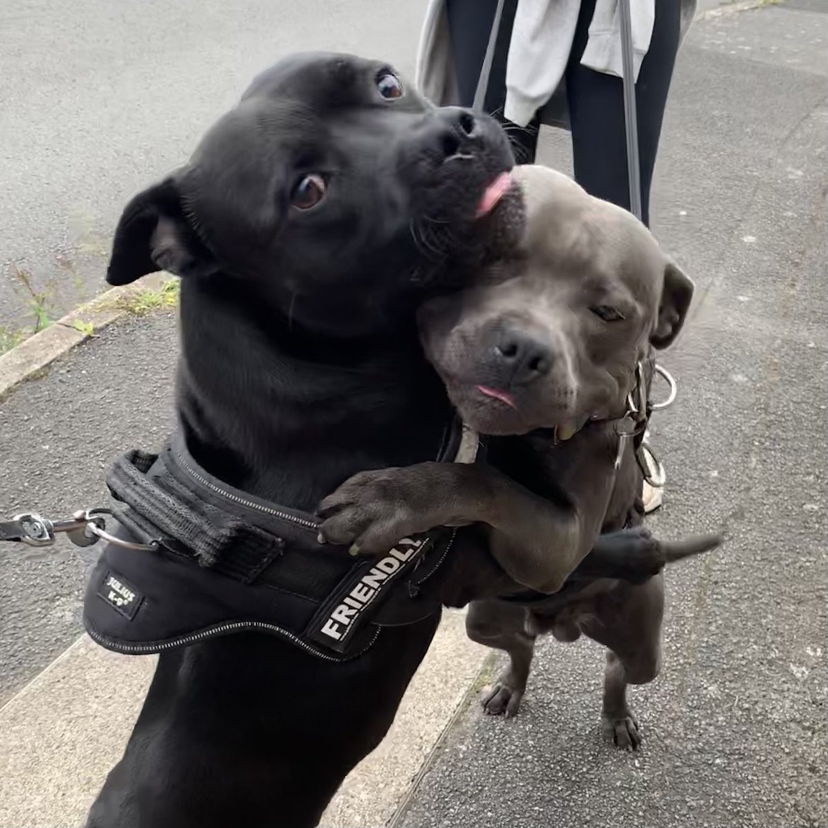 JulesAllenxx's tweet photo. When you see your bestie ❤️❤️ #frank https://t.co/w2qbaVcFaC