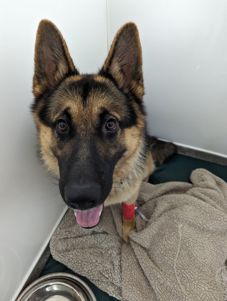 How beautiful is 1-year-old Travis the German Shephard 😍 He had to visit our Vets Now Newport clinic this morning to treat dehydration, vomiting and inappetence. One hour after being admitted, and he is eating! We think he just wanted to come to the clinic to say hello 💙