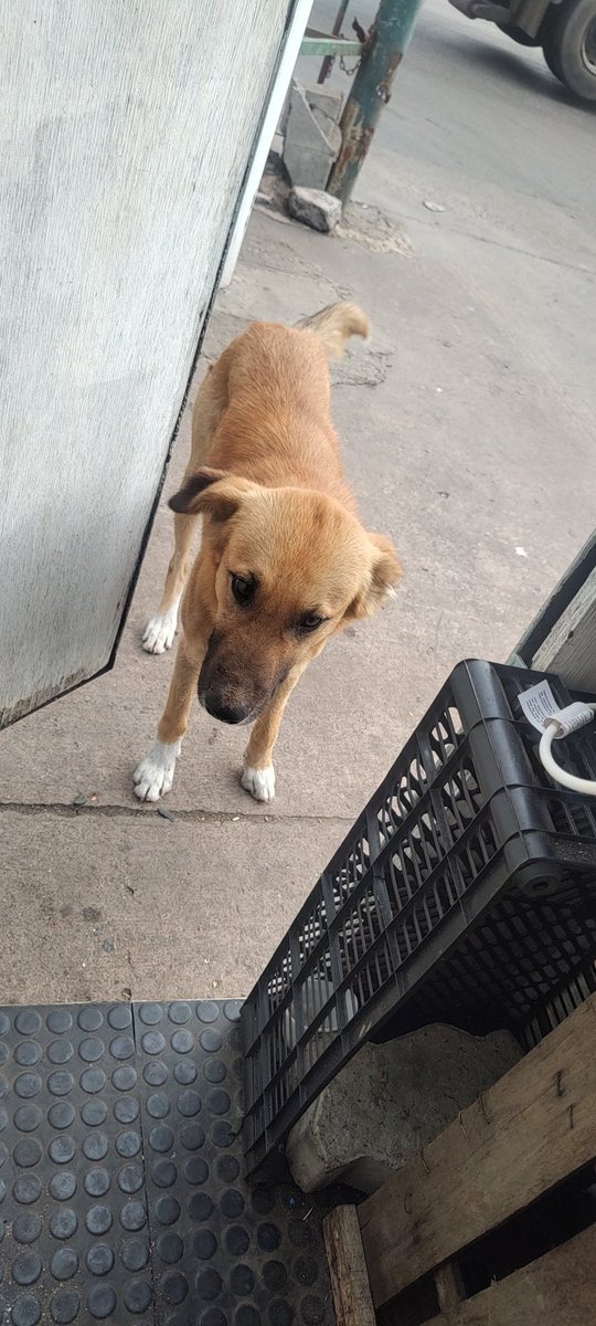 rma_87's tweet photo. #antesquenadie feliz día a cada perrito callejero q nos dan amor puro https://t.co/h8zI3vsiCA
