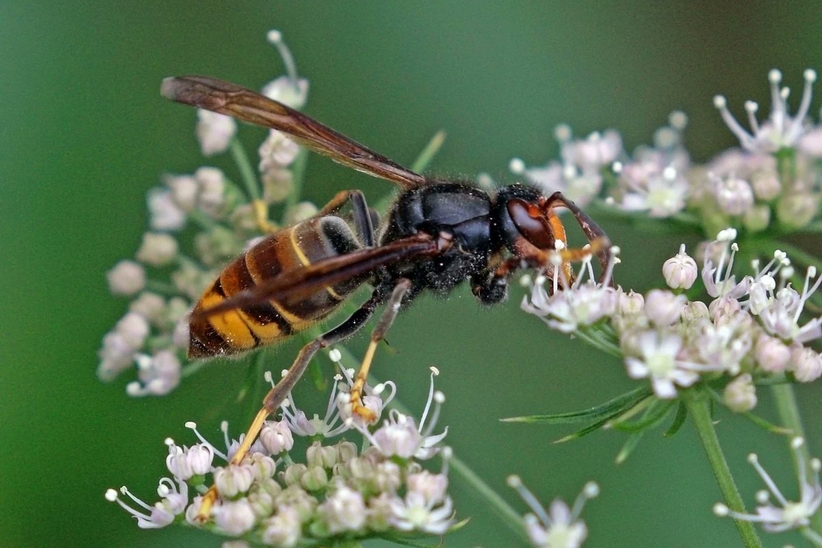 Deadly Asian hornets... https://t.co/h4wePPdqM7