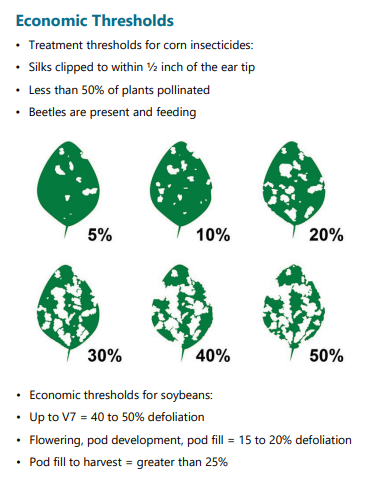 phhermans's tweet image. Fielding some calls in soybeans with this pest..Japanese Beetle.  They tend to do more cosmetic damage than anything else.  Biggest thing is training our eyes to percent leaf damage! #ontag #ScoutingTips #KeepAnEyeOurYourKidsTheyWillMakeYouMoney