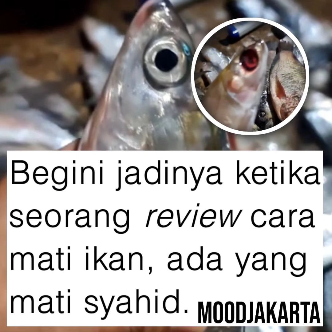 sosmedkeras's tweet photo. Momen seorang sedang review cara mati ikan, dalam becandanya dia menyebut beberapa ikan ada yang mati syahid ada yang mati kebanyakan gibah 😭.

[📸Tiktok/kucingpetani] https://t.co/nm6LrzL1ik