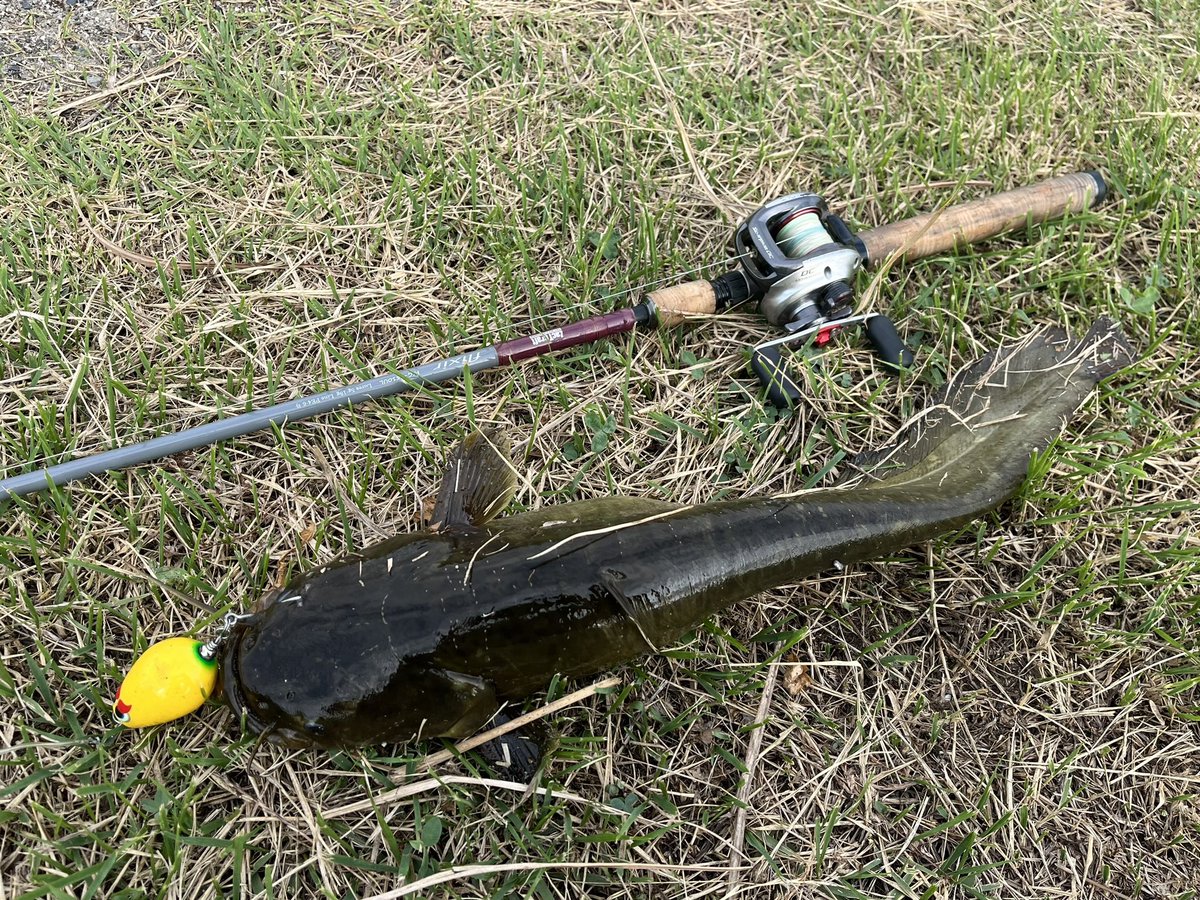 catfish_kun's tweet photo. 本日のナマズ釣果
出勤前に5分だけ朝練😊
超遠投で豪快にバフッ‼️と😆✨
気持ち良く出た〜🎵✨
バナナデカポップちゃん🍌🥰目立つから遠くても視認性バツグン👍✨
お陰で仕事も一日頑張れた💪✨
ありがと〜☺️✨✨
1バイト1ヒット1ゲット
#マサ工房 #デカポップ #ザクトクラフト #flixir #デイナマ https://t.co/Zq23T7W5eV