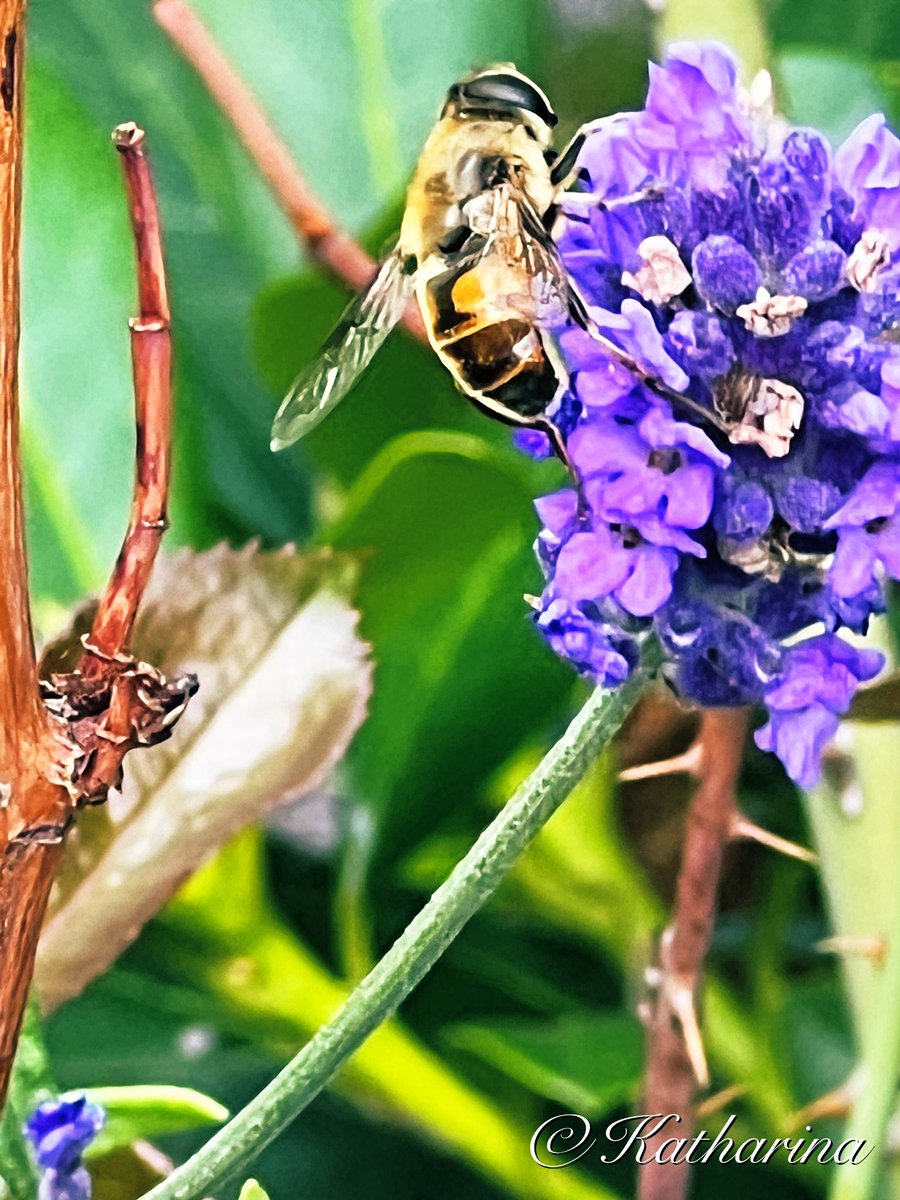 The weekend is approaching , dear friends !

#Photography  #NatureBeauty  #AnimalTheme