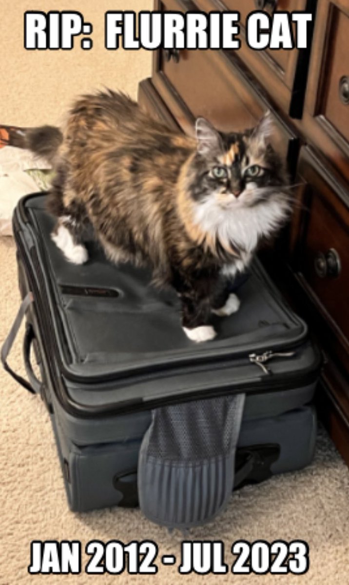 She was diagnosed with an aggressive form of feline lymphoma last week. This week we had to make the hard decision to have her put to sleep.  She was the best kitty.  Now she is no longer in pain. 💔 I am broken