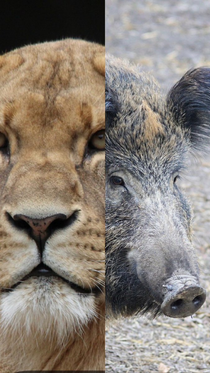 DiePsychothera1's tweet photo. Wenn es tatsächlich der Fall ist, dass es ein Wildschwein und keine Löwin war, hätte ich gerne eine detaillierte Auflistung der Kosten, die entstanden sind. 

Wenn ich mir überlege, wieviele Psychotherapien man davon hätte bezahlen können, bekomme ich echt Puls 🤬 https://t.co/xaRdnOwB1g