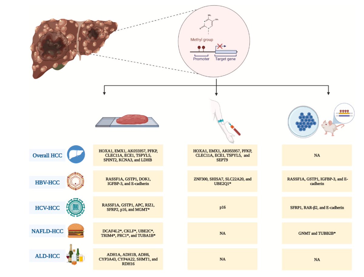 JoseDebesMD's tweet photo. Interesting in learning about methylation markers for HCC?
Our review can help: from the very basics to specific markers in dif HCC-liv disease

DNA methylation markers in the detection of hepatocellular carcinoma https://t.co/ESB8RUGxQY https://t.co/G8kS33BhQA