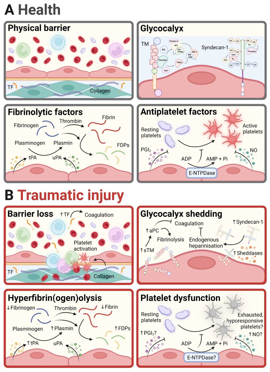 Gael Morrow (@gael_beverley) on Twitter photo Check out this excellent review for an overview of the experimental models available to study the endothelium during trauma coagulopathy👨🔬🩸🔬
<a href="/126Liam/">Liam Barrett</a> <a href="/JerryAbuHanna1/">Jerry Abu-Hanna</a> <a href="/nicola_curry/">Nikki Curry</a>
mdpi.com/1422-0067/24/1… Check out this excellent review for an overview of the experimental models available to study the endothelium during trauma coagulopathy👨🔬🩸🔬
<a href="/126Liam/">Liam Barrett</a> <a href="/JerryAbuHanna1/">Jerry Abu-Hanna</a> <a href="/nicola_curry/">Nikki Curry</a>
mdpi.com/1422-0067/24/1…