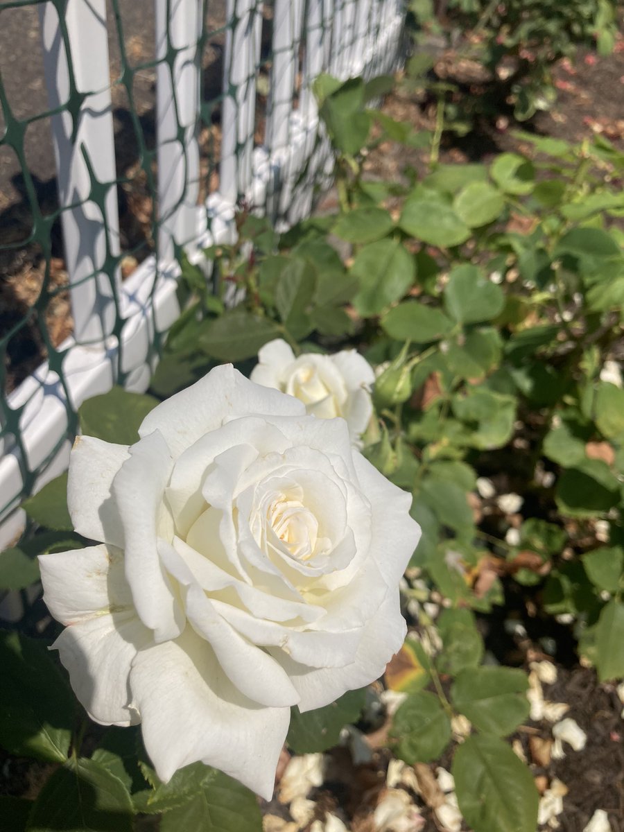 My mother gave my this white rose bush before she past. The beautiful smell always reminds me of her and her generosity to others.