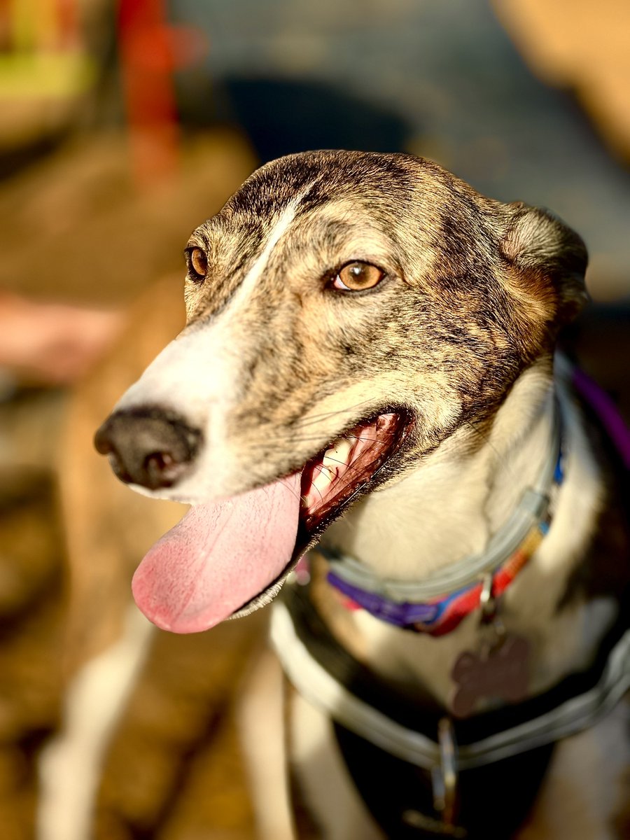 Baileys, Syrah y Ginebra #AntesQueNadie