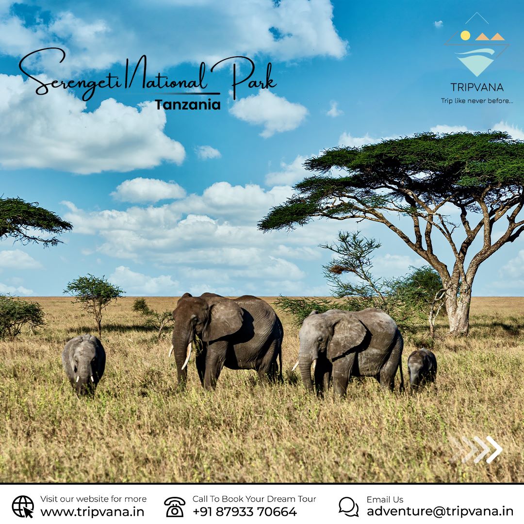 tripvanaadv's tweet image. ✨ August offers a world of wonders to explore.
🗼 Paris
🏯 Tokyo
🦓 Serengeti National Park 
Call us at 📞 8793370664 #AugustAdventures #ExploreParis #DiscoverTokyo #SerengetiSafari #SantoriniEscape #CityofLight #ModernMetropolis #WildlifeWonders #GreekParadise