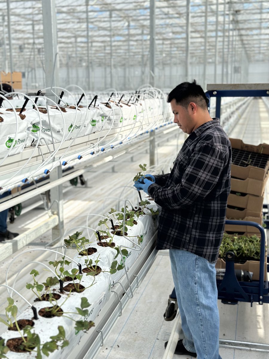 The First Organic Greenhouse-Grown Strawberry plants have entered the building! Our Delta team has been hard at work giving these plants their new home, and we are so excited to see them thrive in the facility built just for them 🌱🍓 #firstorganicgreenhousegrownstrawberries