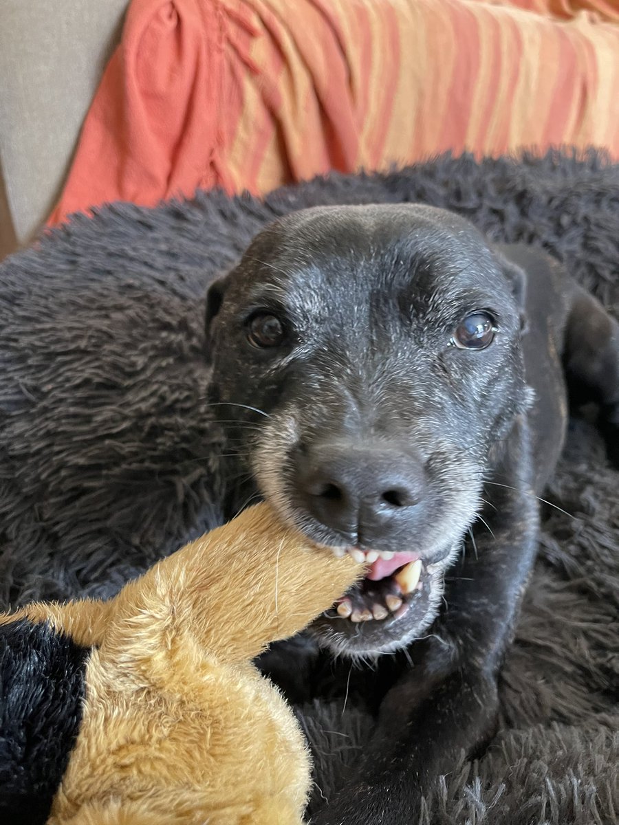 Retired Police Dog Stella the Staffie tweet media