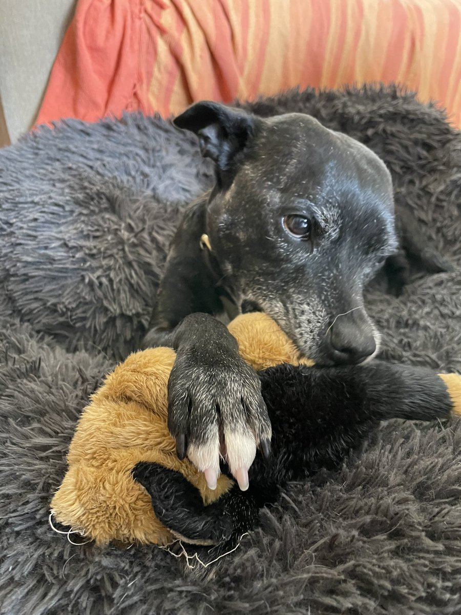 Retired Police Dog Stella the Staffie tweet media