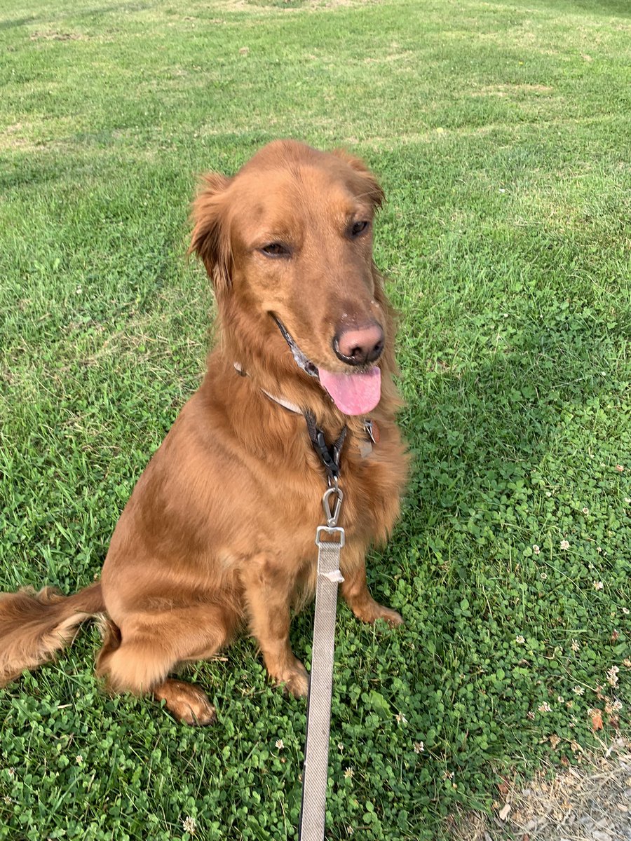 RachelJDing's tweet photo. someone’s making dog merch for @coda_hq 🐾🦮☺️ https://t.co/8RZmBbZmBv