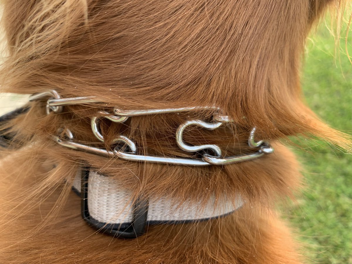 RachelJDing's tweet photo. someone’s making dog merch for @coda_hq 🐾🦮☺️ https://t.co/8RZmBbZmBv