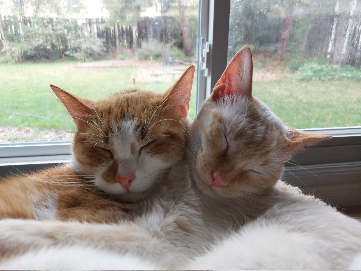 null2001's tweet photo. @ValpalVT Cuddle Kitties sending you good vibes! https://t.co/Z1jfi55NuJ