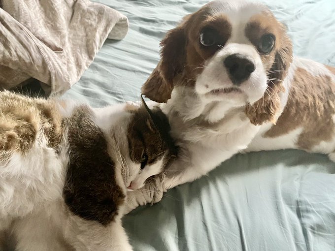 MOM! Wtf he wants from me??! 😂😂 https://t.co/6338MWfbvW