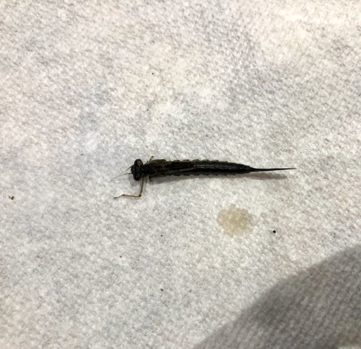JodelMikel's tweet photo. My dad is finding a ton of these in his koi pond this summer. It’s been super rainy in Denver. What are these? #bugquestion #bugs #bugslife https://t.co/IpgPT2Q9p5