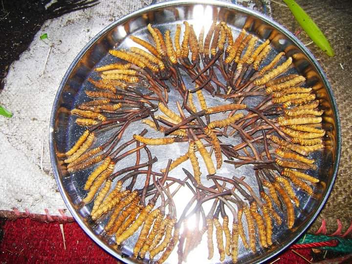 Munsyari_'s tweet photo. कीड़ा जड़ी का वैज्ञानिक नाम "Cordyceps sinensis" है. यह एक प्रकार का संयुक्त रसायन है जो कि एक स्पर्मोफाइट फंगस के रूप में जीवित रहता है. यह फंगस आमतौर पर हिमालय के ऊंचे पहाड़ों में ऊपरी भागों की जड़ों पर पाया जाता है. https://t.co/jqR2kUDhnn