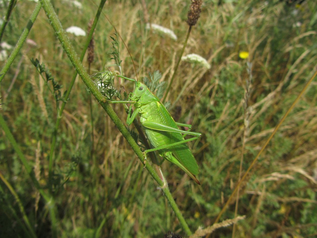 DavidKentNature's tweet photo. Great green bush-cricket, a lovely green monster
#sheppey #beeroad
https://t.co/y3iqCmqO1b https://t.co/iglF2N0TfV