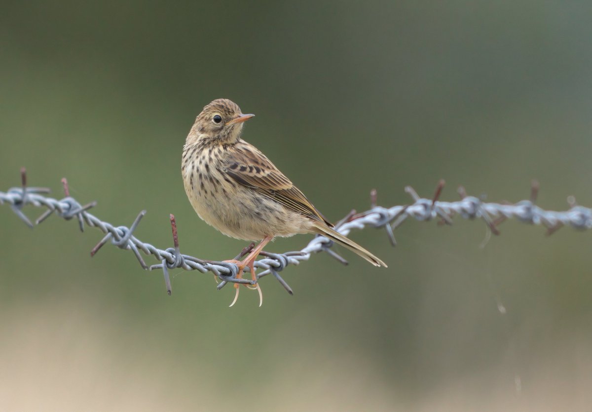 This Meadow Pipit must be heavier than it looks 😄