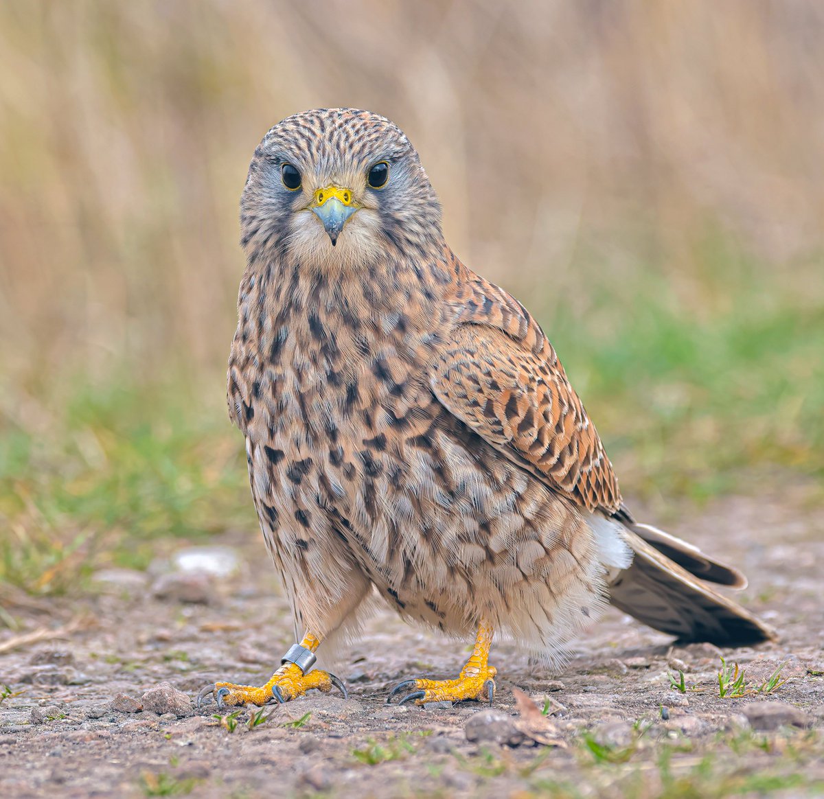 Jeff’s Wildlife Photography tweet media