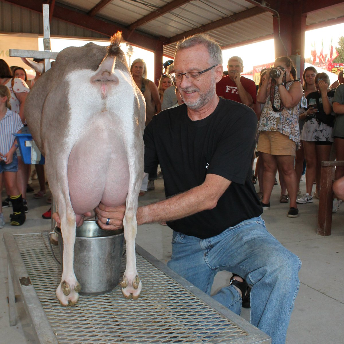 hendricksnews's tweet photo. Alas, our fearless leader did not take home 1st  place last evening at the @HC4Hfair Celebrity Goat Milking Contest, but he handled himself like a pro &amp; made us proud.

No need for a re-milk. Chris Gearld, Danville Town Council Mbr, won the coveted milk jar prize fair &amp; square. https://t.co/KlDnKzYNU5