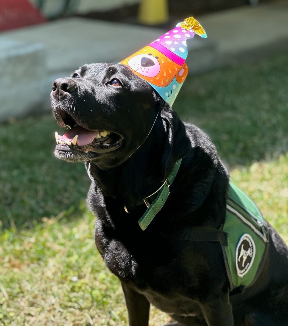 dogsbetterlives's tweet photo. It's Follow-Up Friday with 🐾 #FacilityDog Fancy and Catherine, who work at the Children's Advocacy Center in Medford, OR. In the last fiscal year alone, Fancy has participated in over 500 therapy sessions and touched the lives of more than 100 different kiddos. Way to go, Fancy! https://t.co/MXrK5NHatR