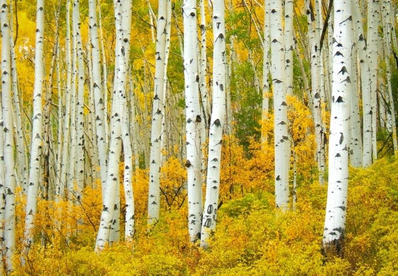 Hiking Inner Basin Trail this week. Then this 4 mile hike is an amazing summer hike. But return in the fall when the golden light passing thru the aspen trees is especially beautiful. Dogs are welcome but must be kept leashed. hil.tn/oe5lq9