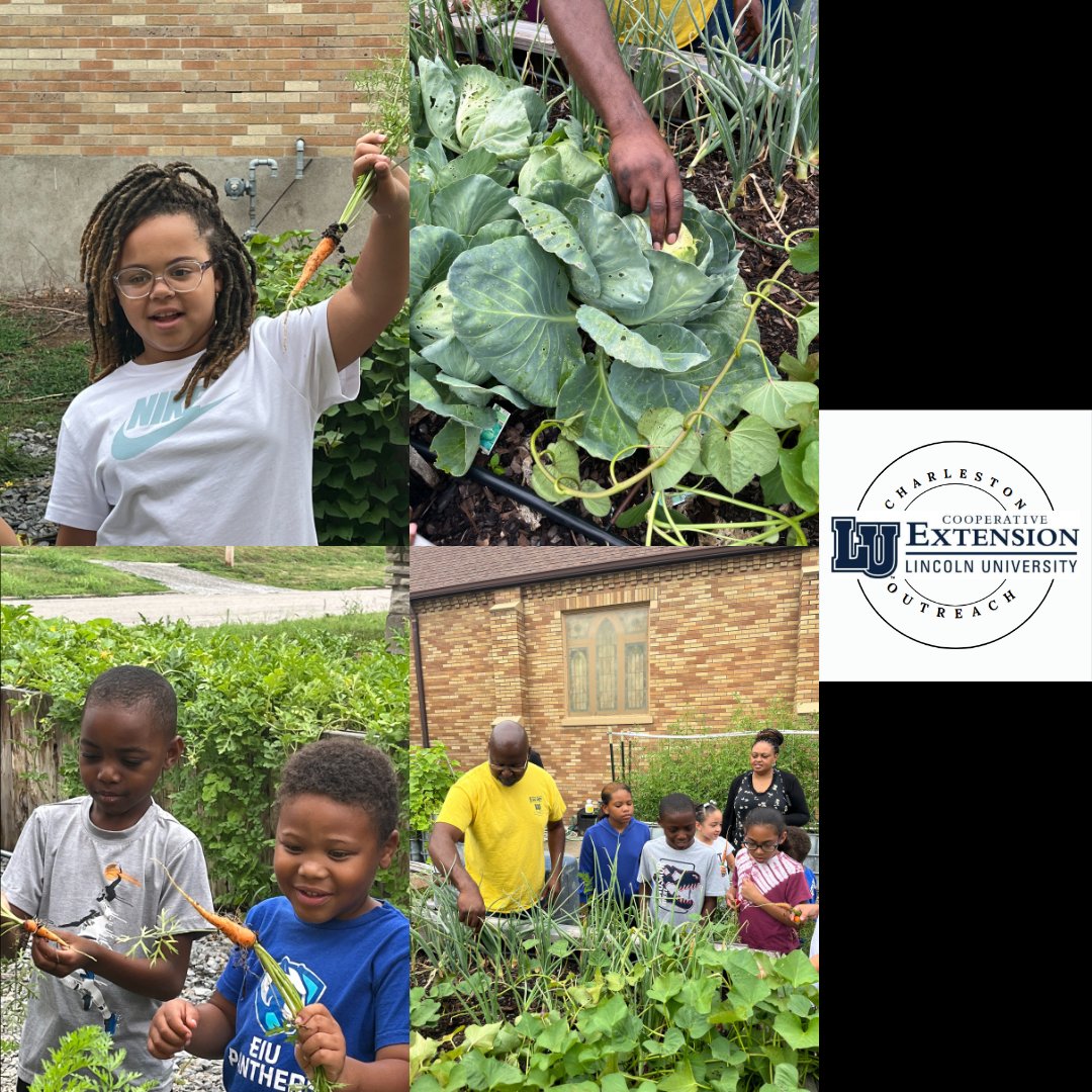 CharlestonLUCE's tweet photo. Bridging the Gap Through Agriculture Day and Week 4!! ☀💙🤍 Pt 2

Students learned about varies aspects of agriculture while enjoying tasty snow cones and bouncy houses! 

#summer #education  #Missouri #lincolnu #HBCU  #lucecharleston #garden  #farming  #agriculture #fun https://t.co/duxIMMp35Z