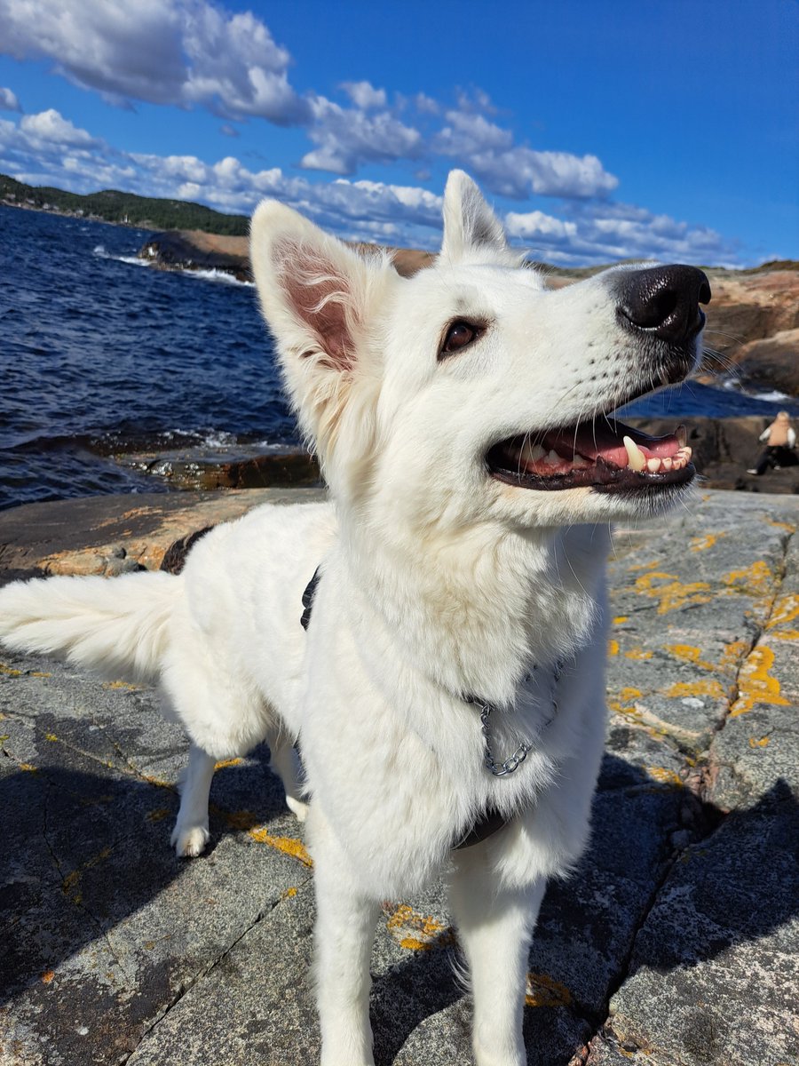 Spent the day by sea with the best doggo