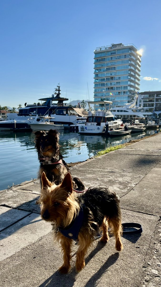 VekaMere's tweet photo. Hoy celebrando el día mundial de los perritos, les comparto una foto de mis pequeños bebés.
#Fulanito en primer plano y #Maclovia en el segundo plano.
#DíaMundialDelPerro #DíaDelPerro https://t.co/3Vn3Z8X4Vg