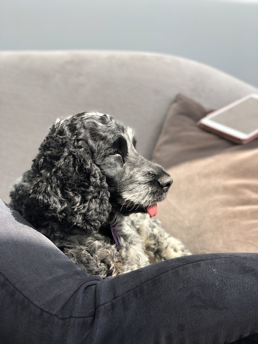 My beautiful gentle girl went to dog heaven today. Beyond heartbroken.
I love you Pepper 🖤💔🐾 
4.7.2016-21.7.2023