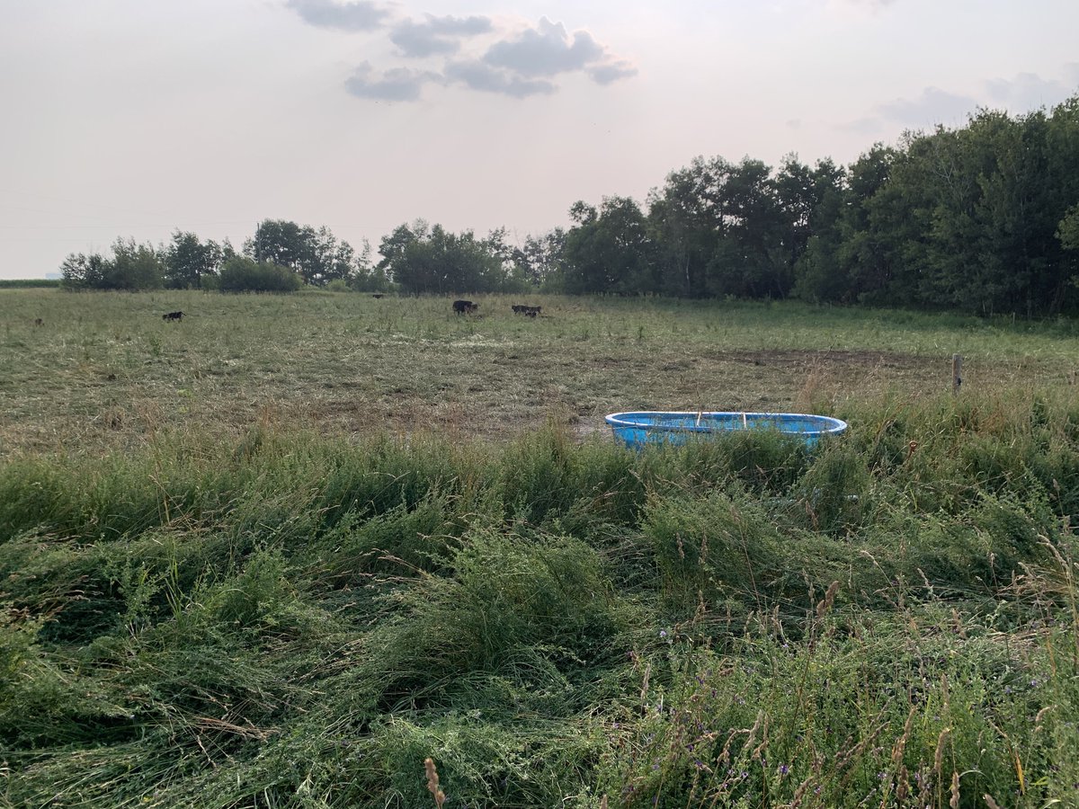 Moved the first calf heifer pairs across the road this morning to a fresh paddock ! We’ve had about 5” of rain here since spring and the pastures are growing nicely ! #boydsbeef #wheredallthecalvesgo?