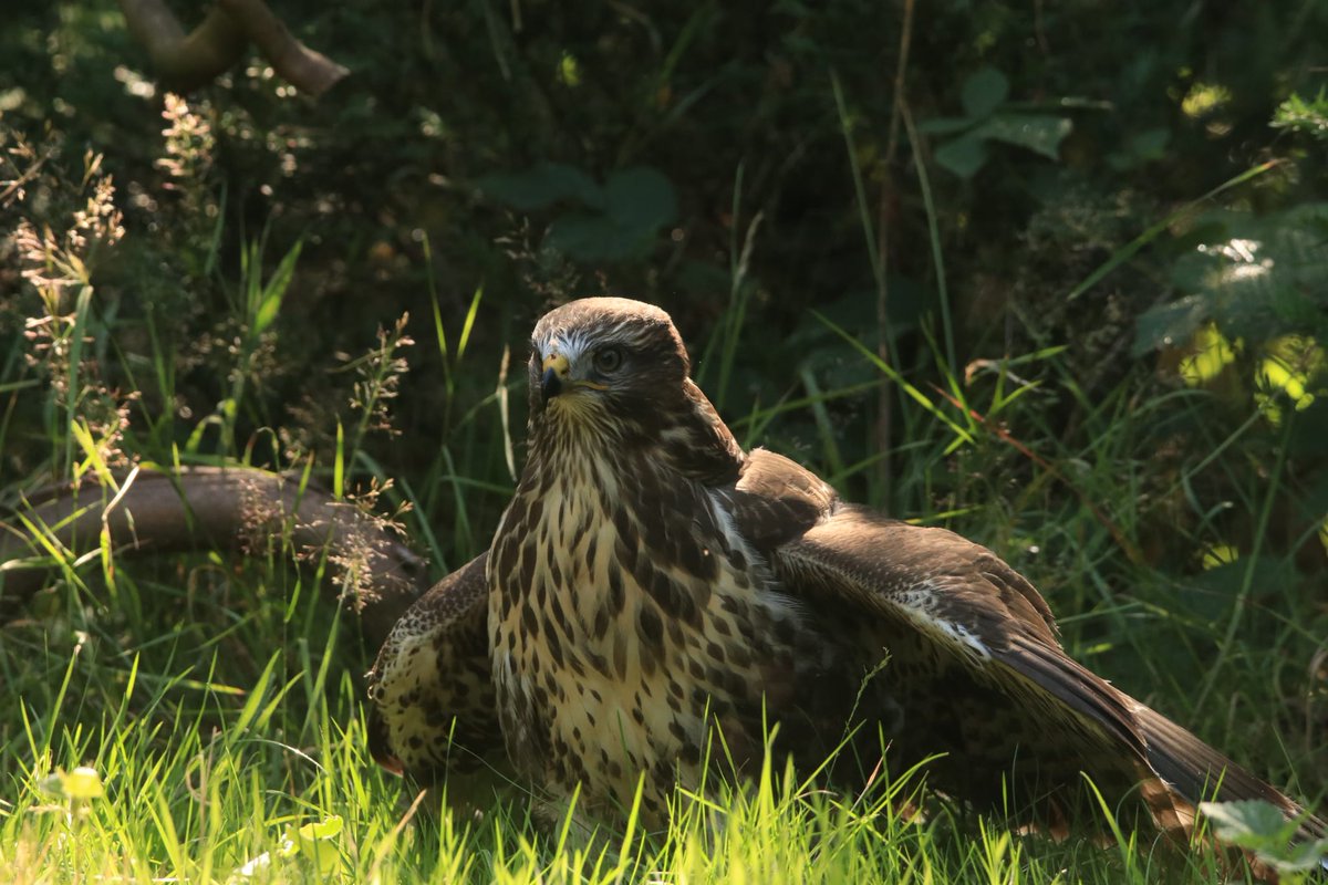 De buizerd komt in Nederland algemeen voor, maar blijft met een spanwijdte van 109 tot 136 cm een indrukwekkende vogel. De vogelsoort is opportunistisch in zijn voedselkeuze. Een buizerd eet naast kleine zoogdieren ook wormen, kevers, amfibieën, jonge vogels &amp; zelfs aas.